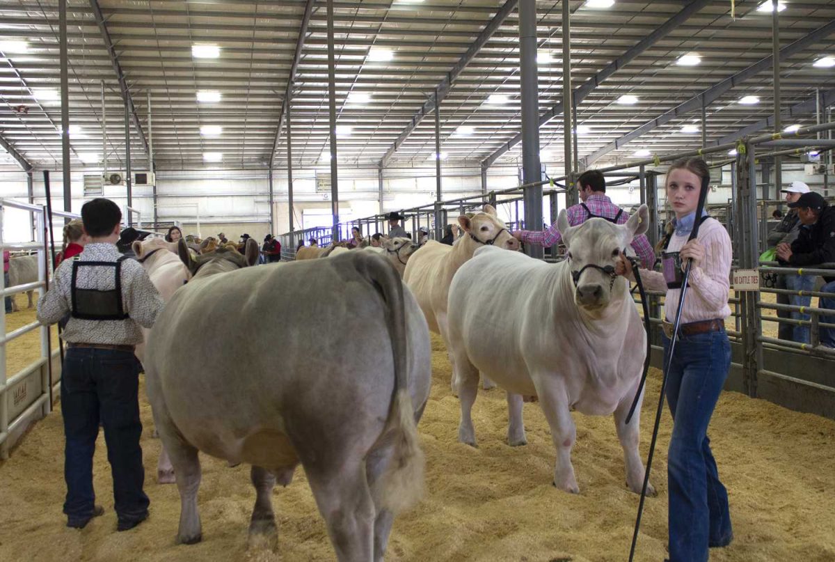 rodeo, san antonio stock show