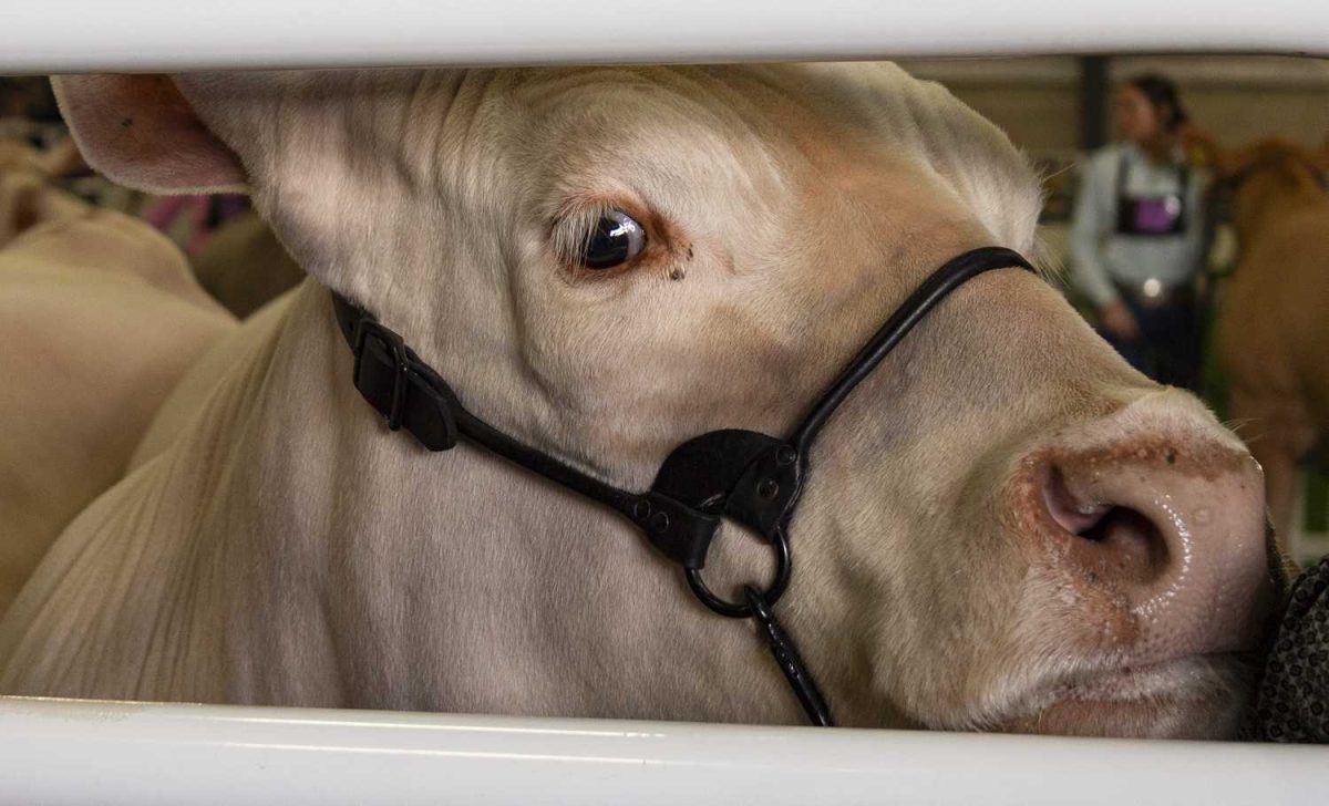 rodeo, san antonio stock show