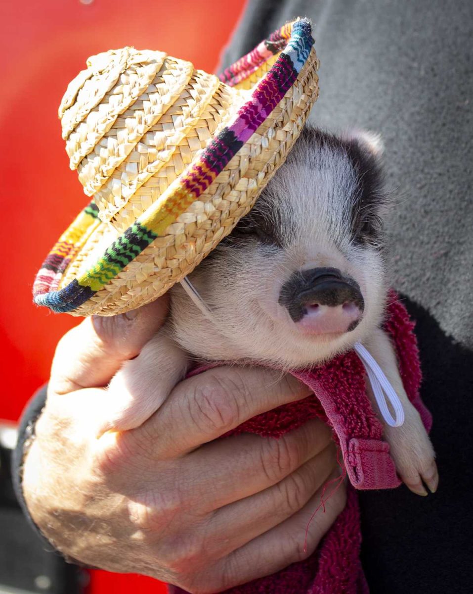 rodeo, san antonio stock show