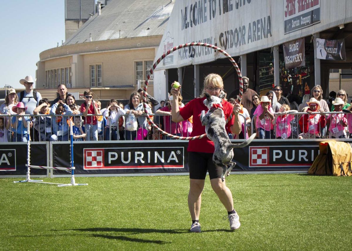 rodeo, san antonio stock show