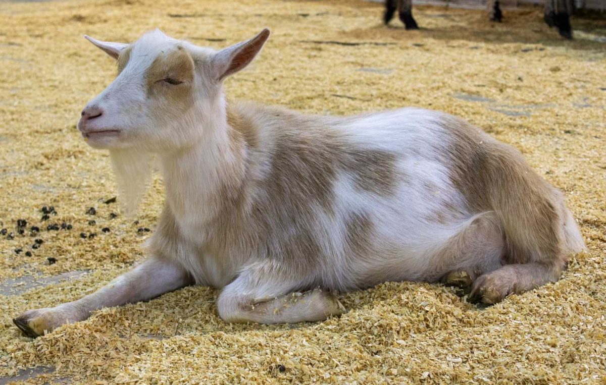 rodeo, san antonio stock show