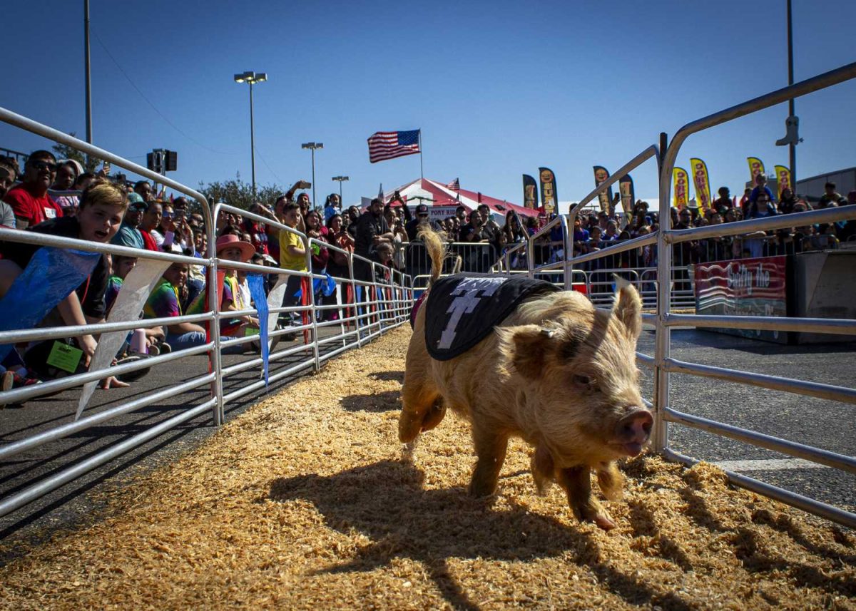 rodeo, san antonio stock show