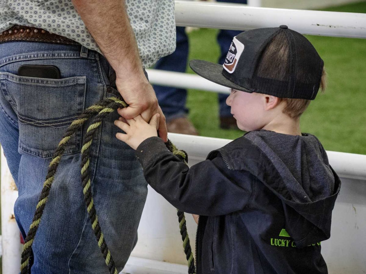 rodeo, san antonio stock show