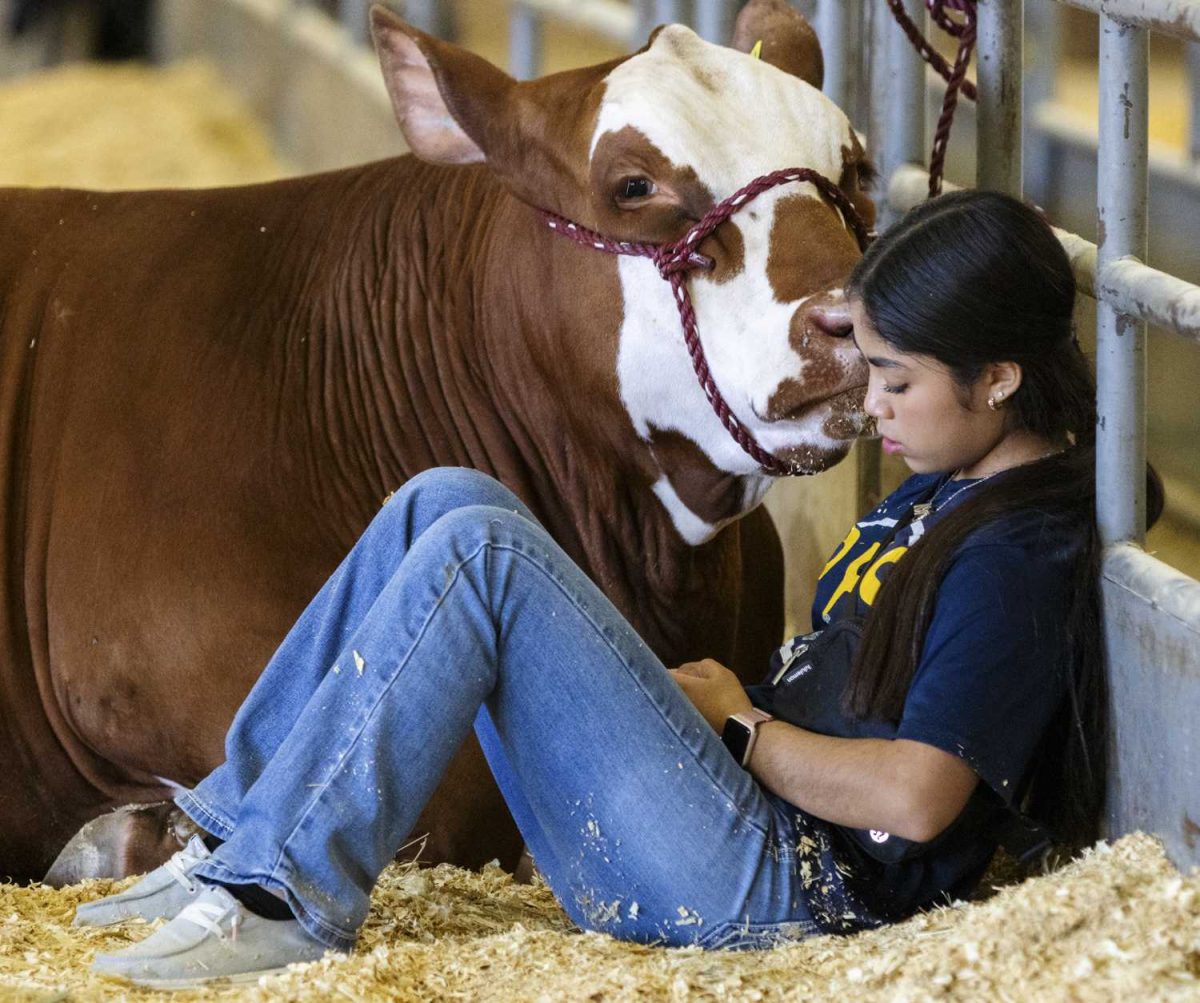 rodeo, san antonio stock show