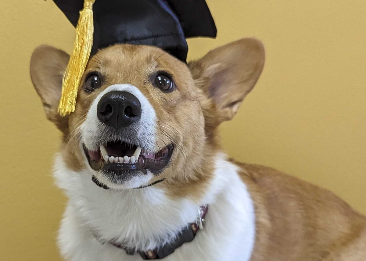 Dr. Tucker, a Cardigan Welsh Corgi with a “Dogtorate,” is a certified animal assistant counselor at SAC's Advocacy Center. Photo courtesy of Jennifer Grant. 