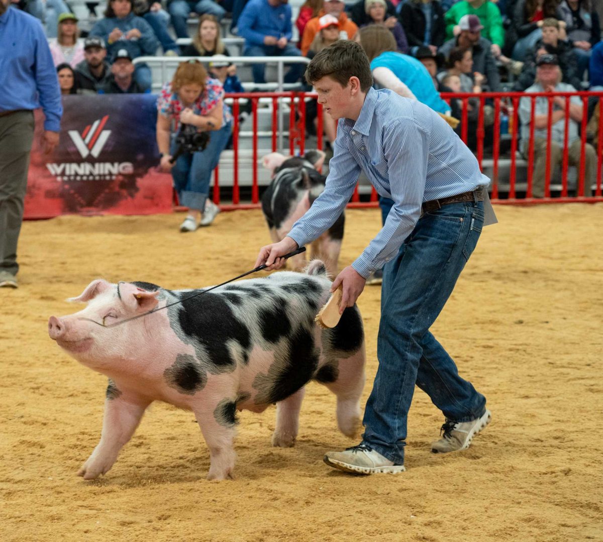 Joaquin Dudley displays his show pig, Skipper, to the crowd and judges at the San Antonio Stock Show and Rodeo Feb. 12. Photo by Allen Cordova.