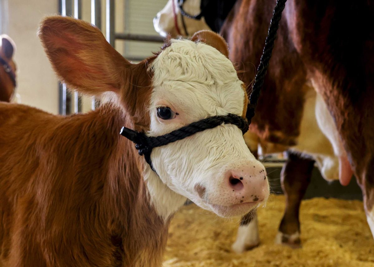 Squirt, a Hereford calf, stands among other cows at the San Antonio Stock Show and Rodeo Feb 12. Photo by Jacob R. Lopez.