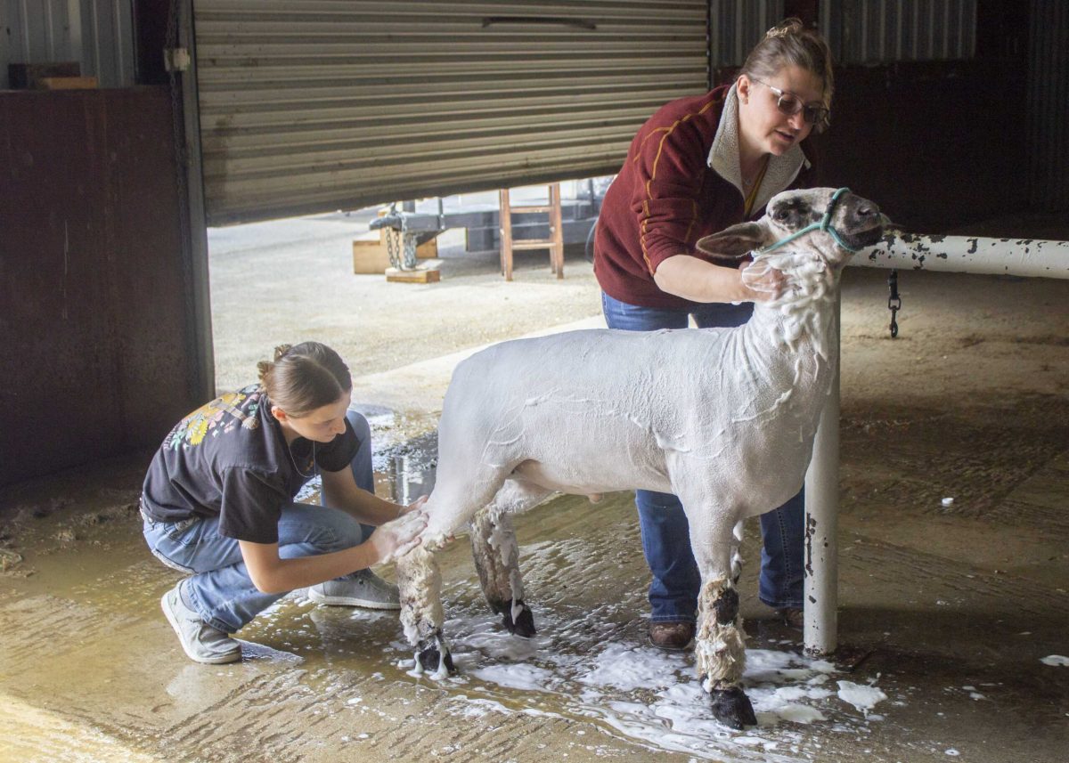 Lorinda and Lilly Brown wash their sheep, Trout, at the San Antonio Stock Show and Rodeo Feb. 12. Photo by Aaron Martinez.