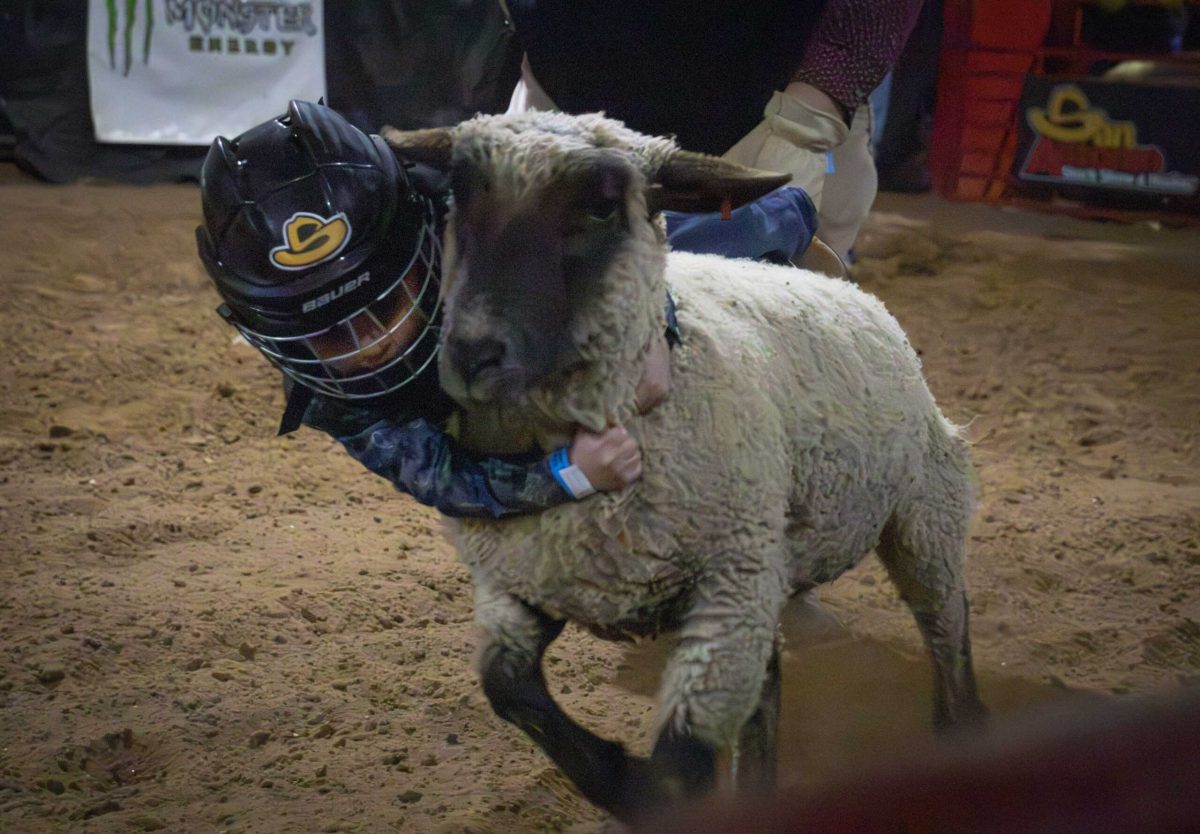 A Youth Mutton Bustin rider wrangles a sheep during the San Antonio Stock Show and Rodeo Feb. 12. Photo by Janelle Aleman.