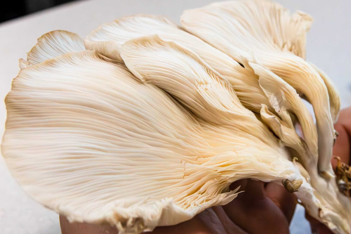 Oyster Mushrooms are given to attendees during the Mushroom Series presentation at the Eco Centro Building on March 27. Photo by Itzabel Lara.
